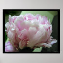 Search for pales posters Pink