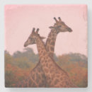 Search for african safari coasters Nature