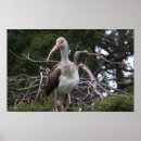 Search for juvenile photography Birds