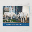 Search for thoroughbred horizontal postcards Mare