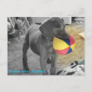Search for weimaraners postcards Puppy