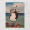 Search for booby postcards Blue