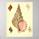 Search for vintage shell posters Retro