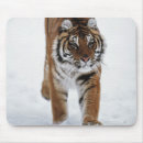 Search for siberian cat mouse mats Feline
