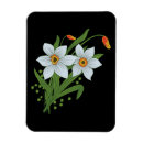 Search for daffodils magnets Jonquil