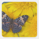 Search for tropical butterfly stickers Insect