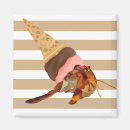 Search for hermit magnets Crab