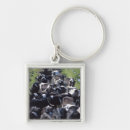 Search for grazing key rings Agriculture