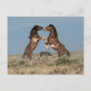 Search for stallions postcards Farm