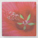 Search for inside photography Red