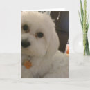 Search for maltipoo cards Cute