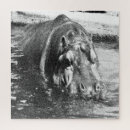 Search for hippo puzzles Wildlife