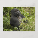 Search for mountain gorillas postcards Africa