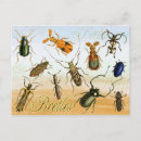 Search for beetles horizontal postcards Coleoptera