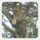 Search for tree climbing stickers Wildlife