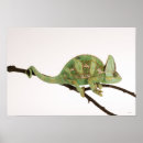 Search for characteristics posters Animal