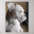 Search for boxer puppy posters Cute