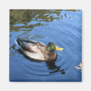 Search for duck magnets Nature