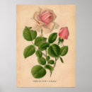 Search for rose bloom posters Antique