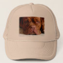 Search for little brown hats Dog