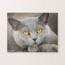 Search for russian blue cat puzzles Feline