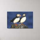 Search for arctica posters Beak