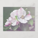Search for beautiful blossom postcards Flower