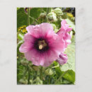 Search for hollyhocks postcards Flora