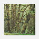 Search for rain forest magnets Washington