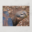 Search for tortoises postcards Galapagos