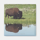 Search for bison magnets Animals