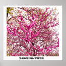 Search for redbud tree Nature