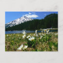 Search for bachelor postcards Wildflower
