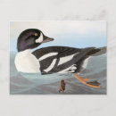 Search for barrow postcards Bird