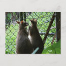 Search for wallabies postcards Cute