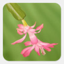Search for christmas cactus stickers Flower
