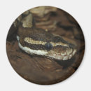 Search for large snake magnets Reptile