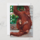Search for borneo cards Orangutan