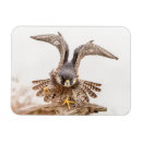 Search for peregrination magnets Wildlife