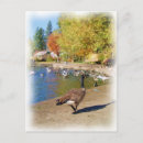 Search for goose postcards Colour