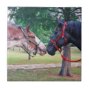 Search for draught horses Percheron
