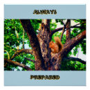 Search for squirrel gifts Nature