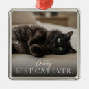 Search for cat tree Pet photo