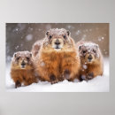 Search for marmot posters Animal