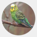 Search for parakeet stickers Parrot