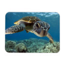 Search for sea turtle magnets Adorable