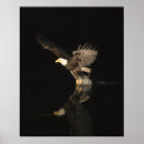 Search for alaska eagle art Bird