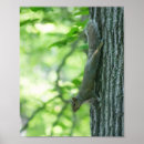 Search for squirrel posters Forest