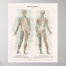 Search for vintage medical skeleton posters Science