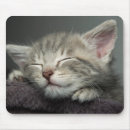 Search for kitten sleeping electronics Horizontal